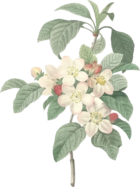 Apple blossom — Malus domestica