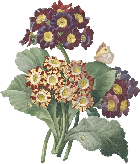 aurícula — Primula auricula
