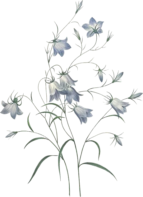 ఘంటసాల — Campanula