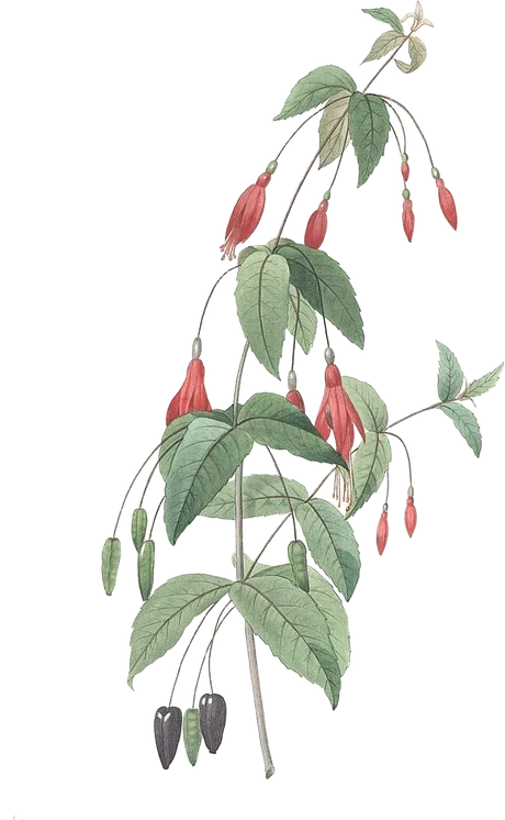 Fuchsia — Fuchsia coccinea