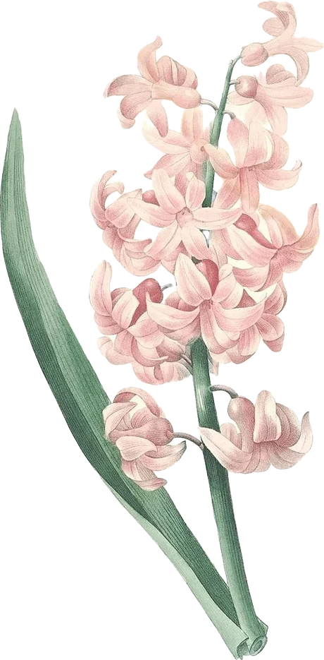 హైసింత్ — Hyacinthus orientalis