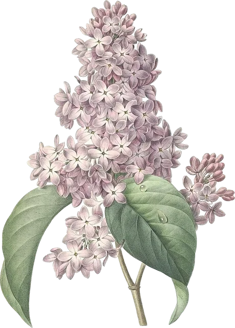 lila — Syringa vulgaris