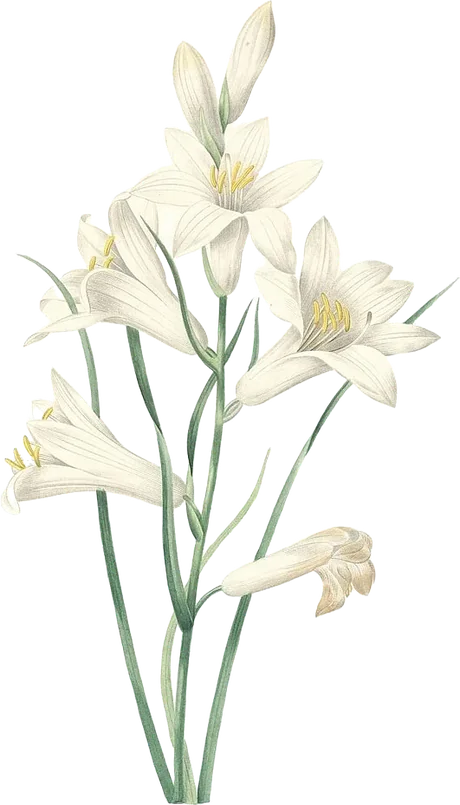 lirio — Lilium