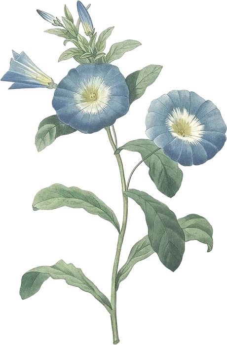 Morning glory — Convolvulus tricolor