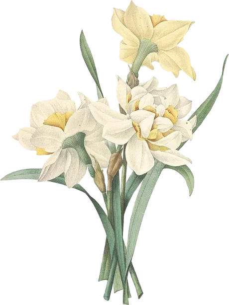 Narcissus — Narcissus