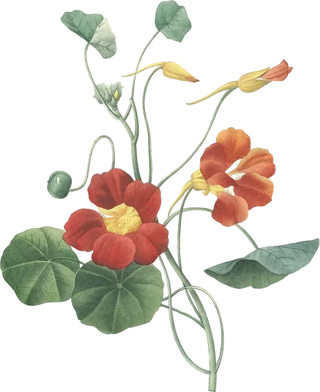 Nasturtium — Tropaeolum majus