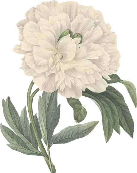 peonía — Paeonia officinalis