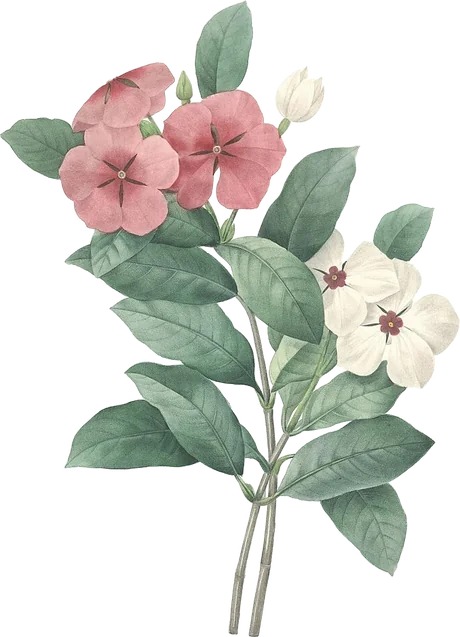 Periwinkle — Catharanthus roseus