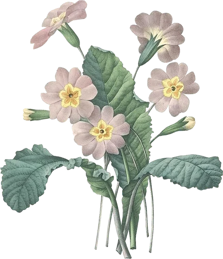 prímula — Primula vulgaris