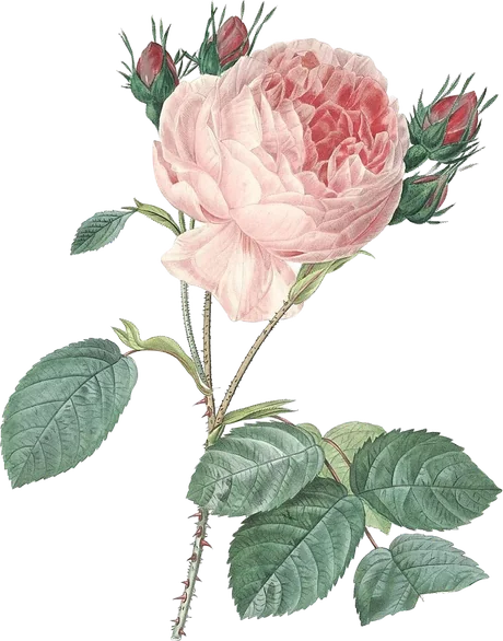 Rose — Rosa × centifolia