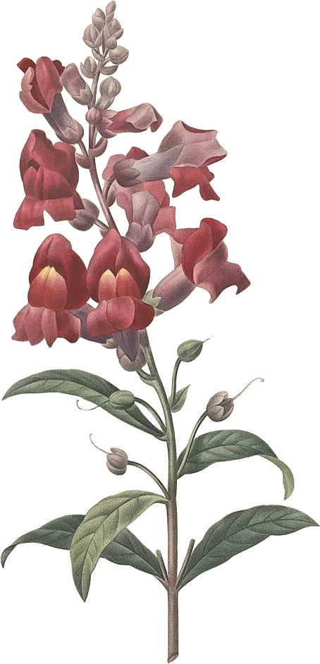 Snapdragon — Antirrhinum majus